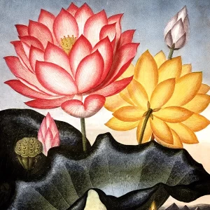 Les lotus