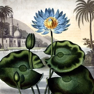 Le lotus bleu