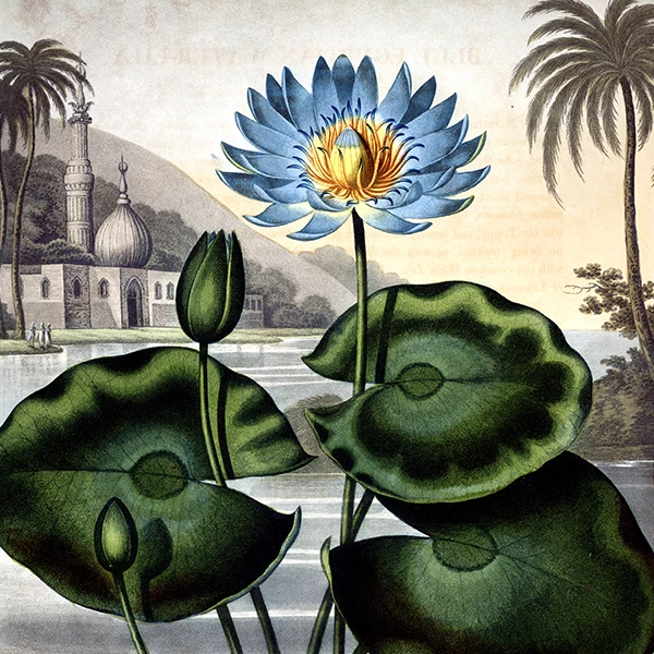 Le lotus bleu