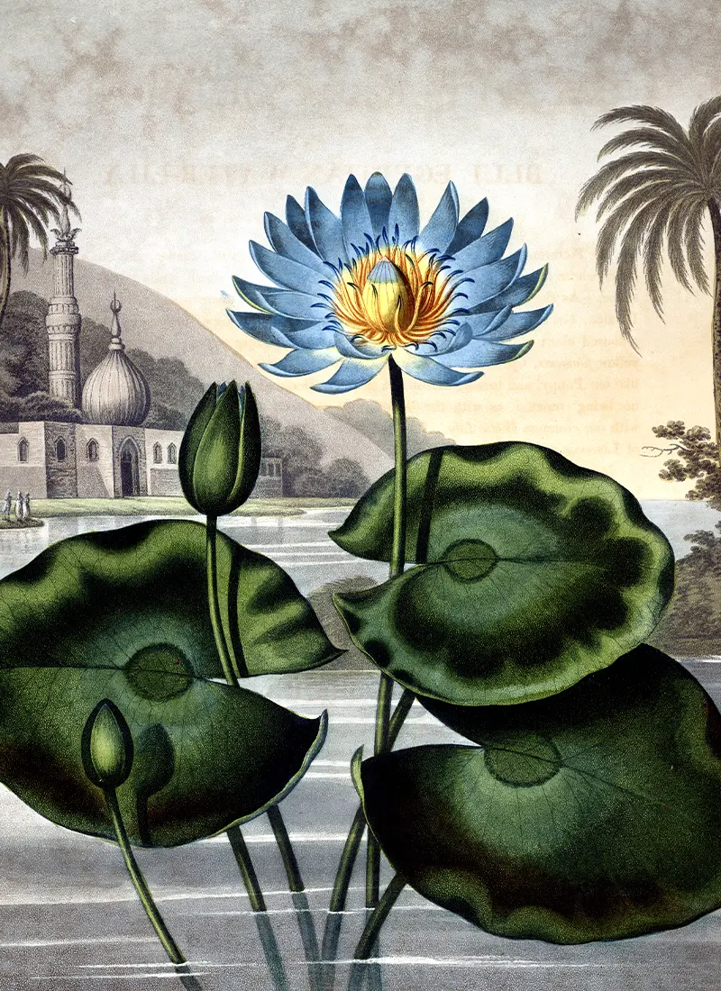 Le lotus bleu – Image 3